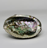 Abalone Cleansing Bowl